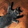 Fat funny British cat Royalty Free Stock Photo