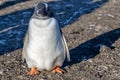 Fat gentoo penguin chick enjoing the sun light at the Barrientos Island, Antarctic Royalty Free Stock Photo