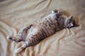 Fat gluttonous cat stretched out on a gray bedspread, belly close up Royalty Free Stock Photo