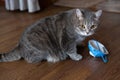 Fat gray tabby british cat sitting on the floor near a medical protective mask Royalty Free Stock Photo