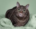 Fat gray tabby on green blanket