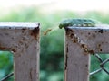 Fat green colour long hairy worm creeping slowly on metal fence outdoor trying to fight and escape from an angry red ant Royalty Free Stock Photo