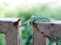 Fat green colour long hairy worm creeping slowly on metal fence outdoor trying to fight and escape from an angry red ant Royalty Free Stock Photo