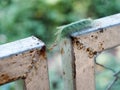 Fat green colour long hairy worm creeping slowly on metal fence outdoor trying to fight and escape from an angry red ant Royalty Free Stock Photo