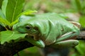 A fat green tree frog perched among the leaves Royalty Free Stock Photo