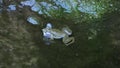 Fat green frog sitting in water and croaks