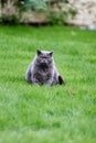 Fat grey british shorthair cat on the green grass Royalty Free Stock Photo