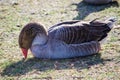 Fat grey goose sitting on the ground with the cute moment at the Centennial Park, Sydney, Australia.