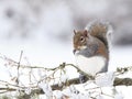 Fat Grey Squirrel Eating Peanut On Snowy Branch