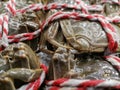 Hairy crabs are displayed and sold in the aquatic products area of the supermarket. Royalty Free Stock Photo