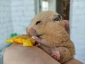 Fat hamster eats corn in the owner`s hand