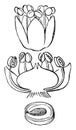 Fat, Hen, Chenopodium, album, flower, ovary, seed, embryo vintage illustration
