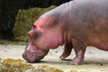 A Fat Hippopotamus Royalty Free Stock Photo