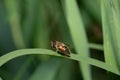 A fat hoverfly sits on a blade of grass outdoors. Lots of grass in the background. The hair on the hoverfly is clearly visible