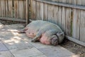 a fat huge gray pig is lying under the fence.