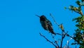 Fat hummingbird in Canada Royalty Free Stock Photo