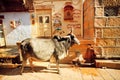Fat indian cow stand in narrow street