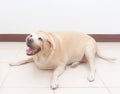 Fat labrador dog on the floor Royalty Free Stock Photo