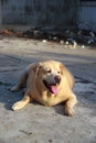 Fat labrador retriever on the floor Royalty Free Stock Photo