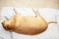 Fat labrador retriever sleep on the floor Royalty Free Stock Photo