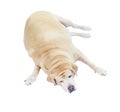 Fat labrador retriever sleep on white background, labrador retr Royalty Free Stock Photo