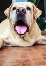 Fat labrador retriever tired and fatigued Royalty Free Stock Photo