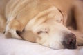 Fat Labrador Retriever 14 years old sleep on pad, orange tone Royalty Free Stock Photo