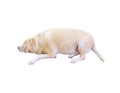 Fat Labrador Retriever, 8 years old, sleep on white background, Royalty Free Stock Photo