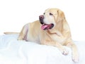 Fat labrador retriever 7 years old Royalty Free Stock Photo