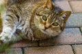 A fat lazy cat laying on patio stones outdoors. Royalty Free Stock Photo