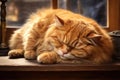 A fat lazy cat sleeps on the windowsill Royalty Free Stock Photo