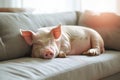 Fat lazy pig lying on the sofa.Concept for laziness and negligence Royalty Free Stock Photo