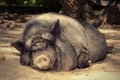 Fat lazy pig Royalty Free Stock Photo