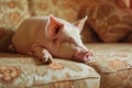 Fat lazy pig sleeping on the sofa.Concept for laziness and negligence Royalty Free Stock Photo