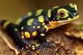 Fat lazy salamander lizard with dark color lies on rocks.