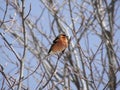 A fat little red bird is sunbathing on the dry branches of trees Royalty Free Stock Photo
