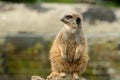 A fat meerkat Royalty Free Stock Photo