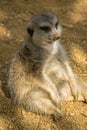 Fat meerkat relaxing like a person Royalty Free Stock Photo