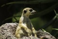 Fat Meerkat Royalty Free Stock Photo