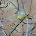 A fat migratory bird Royalty Free Stock Photo