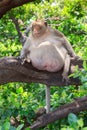 Fat monkey sleeping Royalty Free Stock Photo
