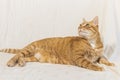 Fat orange cat on white background