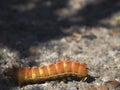 Fat Orange Luna Moth Caterpillar Royalty Free Stock Photo