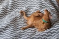 Fat orange tabby cat laying down grooming and scratching in natural light Royalty Free Stock Photo