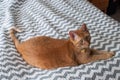 Fat orange tabby cat laying down in natural light