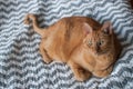 Fat orange tabby cat laying down in natural light