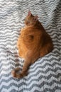 Fat orange tabby cat laying down in natural light