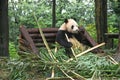 Fat panda on a bench