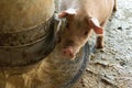 The fat pig is sleeping after eating a meal at the pig farm. Pig farm, closed system to prevent odors and germs Royalty Free Stock Photo