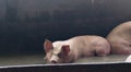 The fat pig is sleeping after eating a meal at the pig farm. Pig farm, closed system to prevent odors and germs Royalty Free Stock Photo